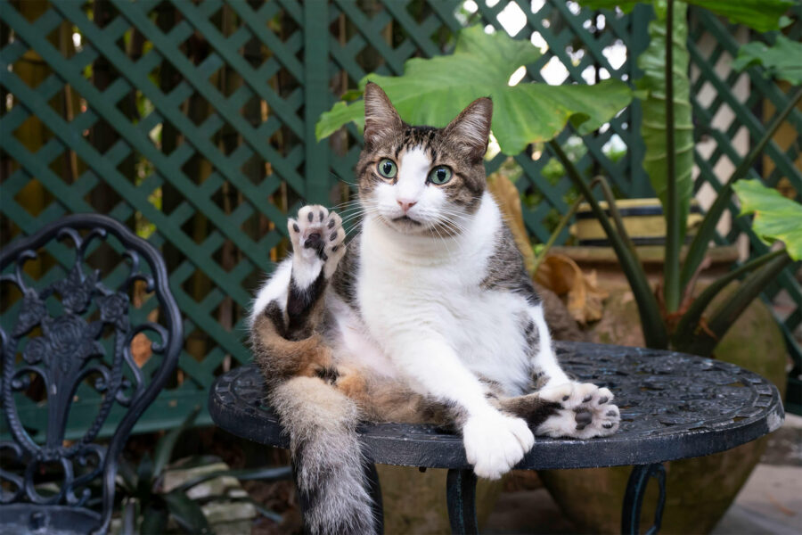 Ernest Hemingway Six Toe Cats